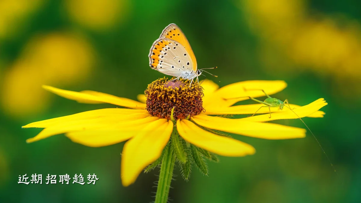 近期招聘趋势